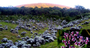 “Fenomena Langka Bunga Edelweiss Mekar Massal di Gunung Lawu, Disambut Ribuan Pendaki”
