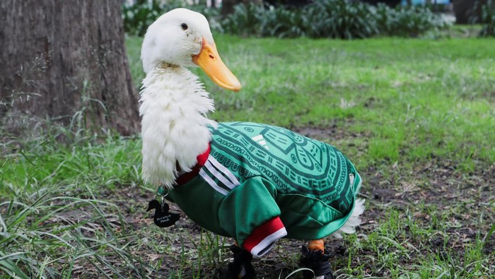 Bebek El Tri Curi Perhatian, Jadi Simbol Keberuntungan Baru Pendukung Meksiko